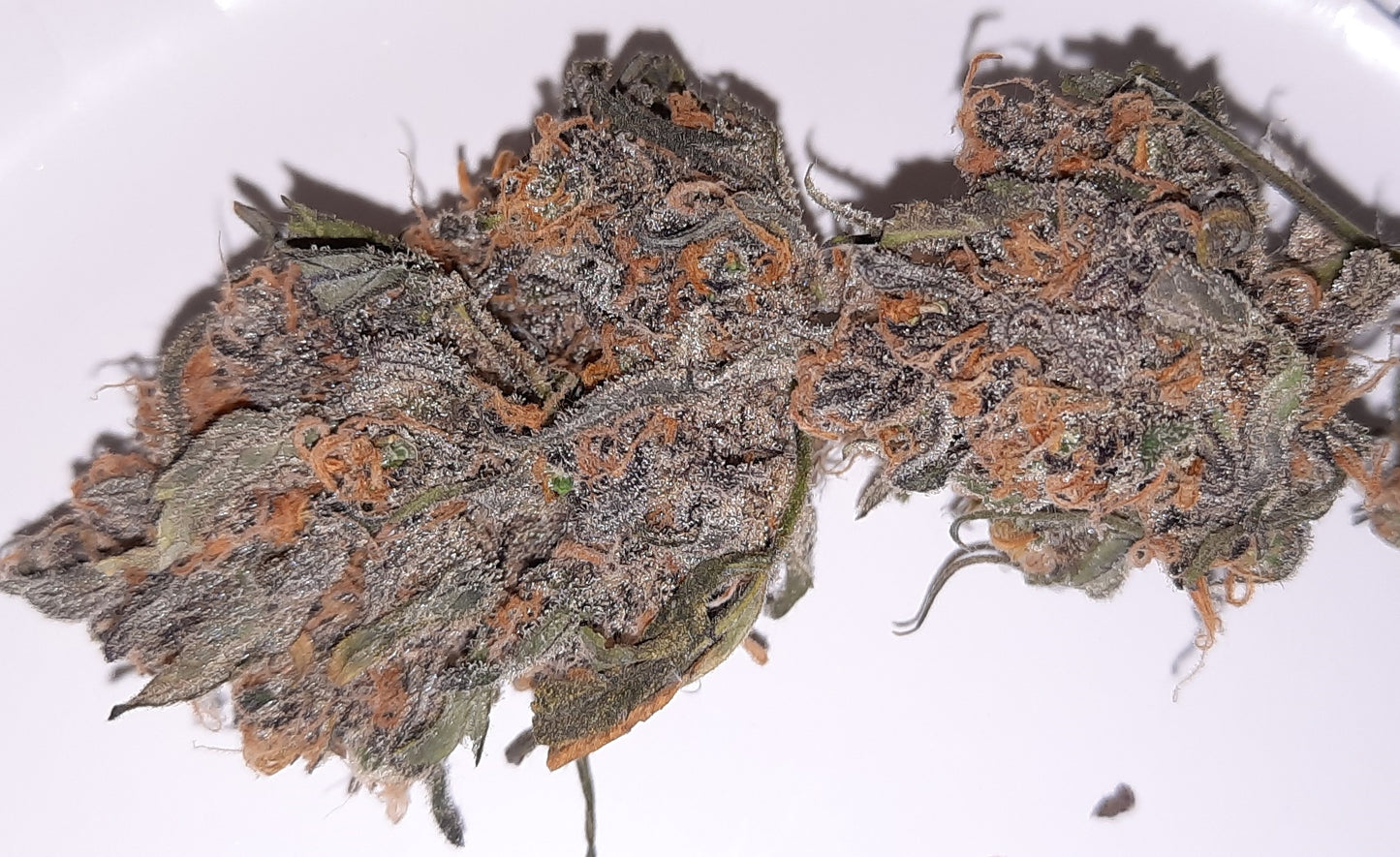 Durban Poison Auto Fem.