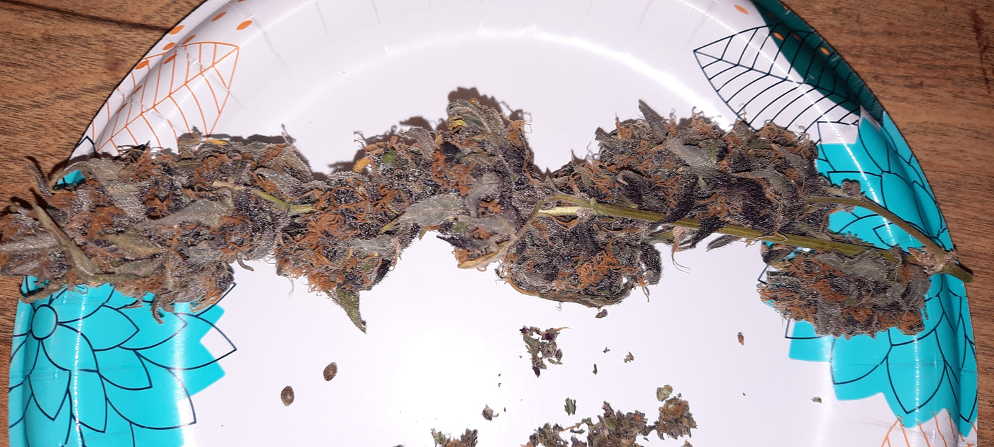 Durban Poison Auto Fem.