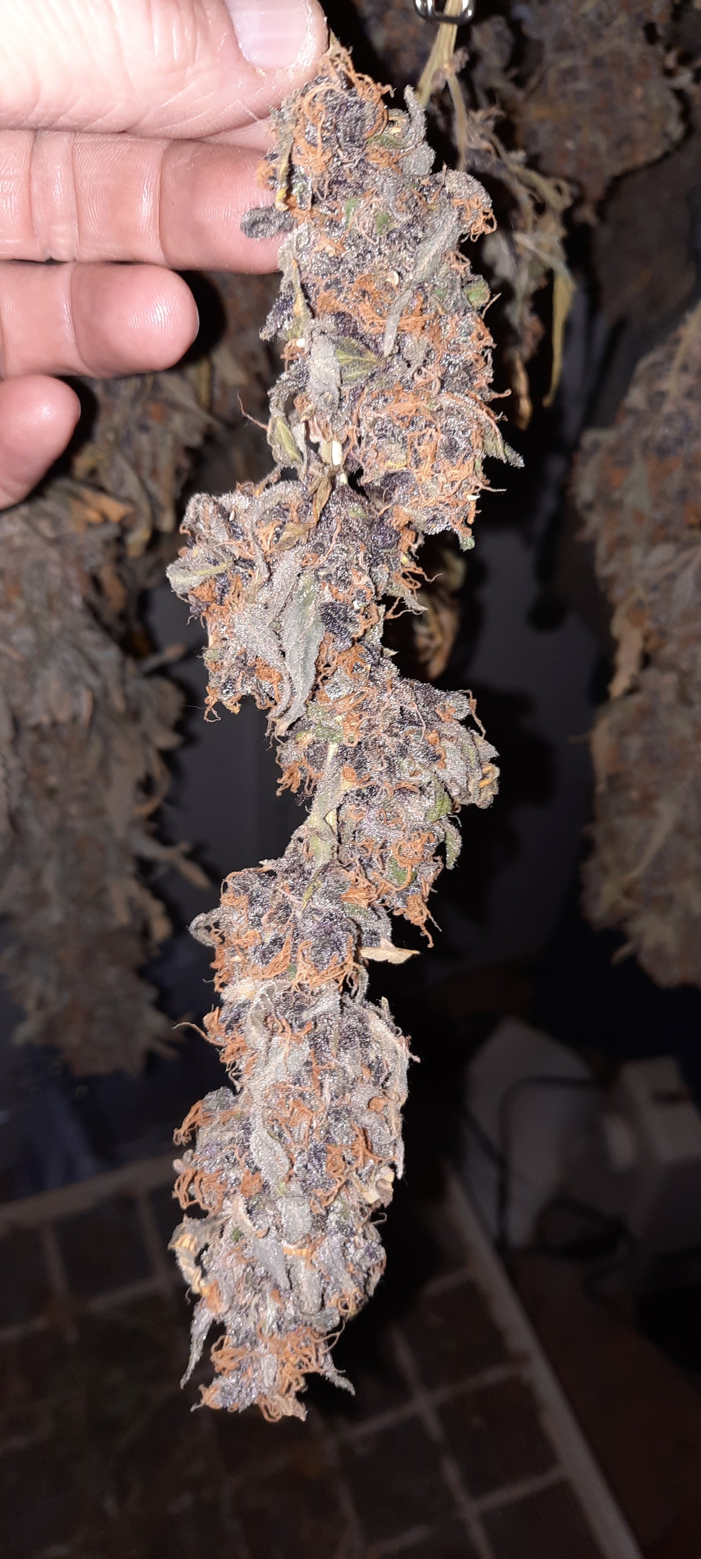 Durban Poison Auto Fem.
