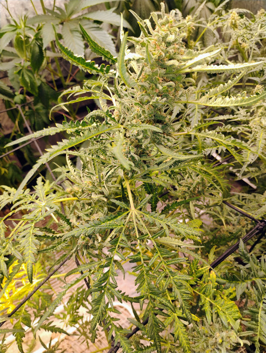 Freakshow Autoflower BX1F4 Regs.
