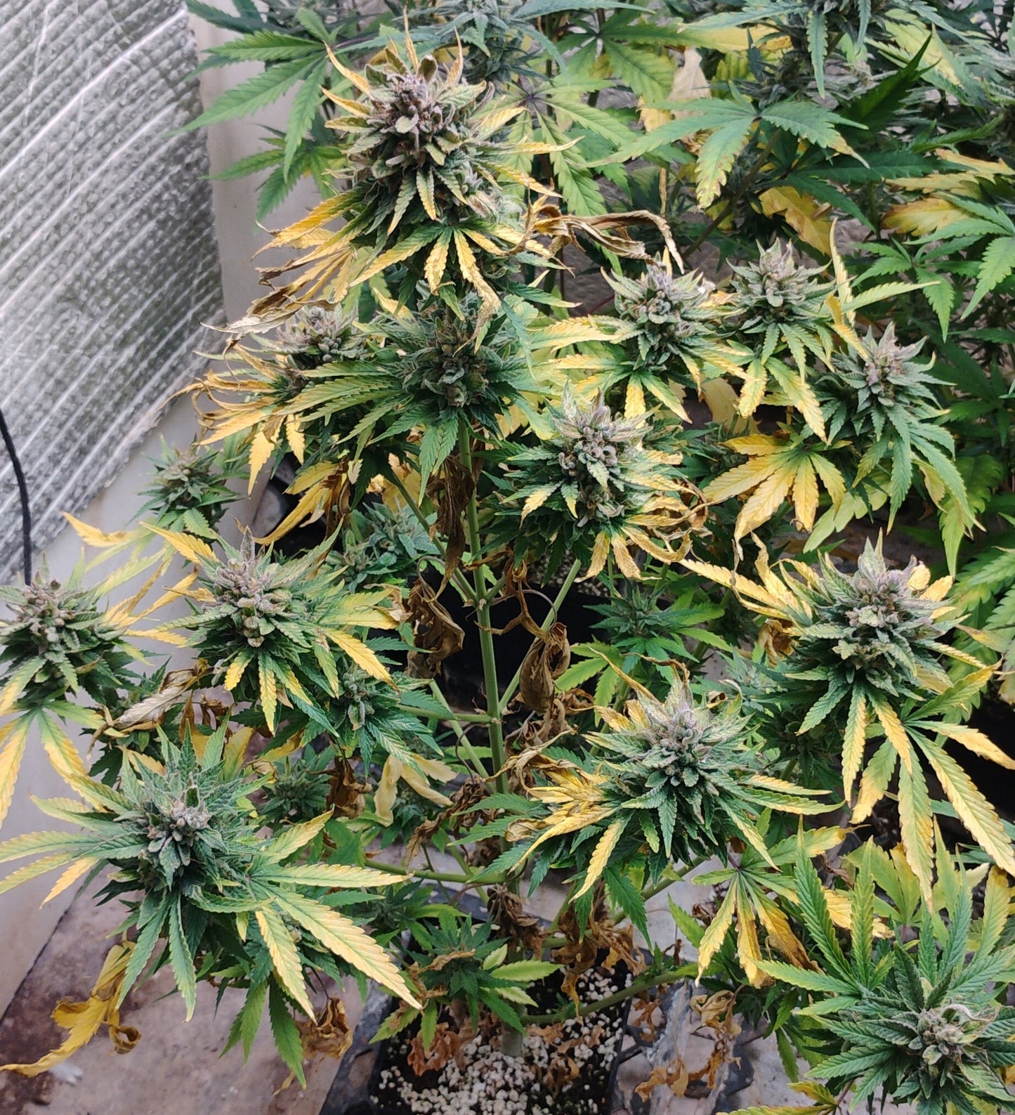 Cake Stomper Auto Fem R1