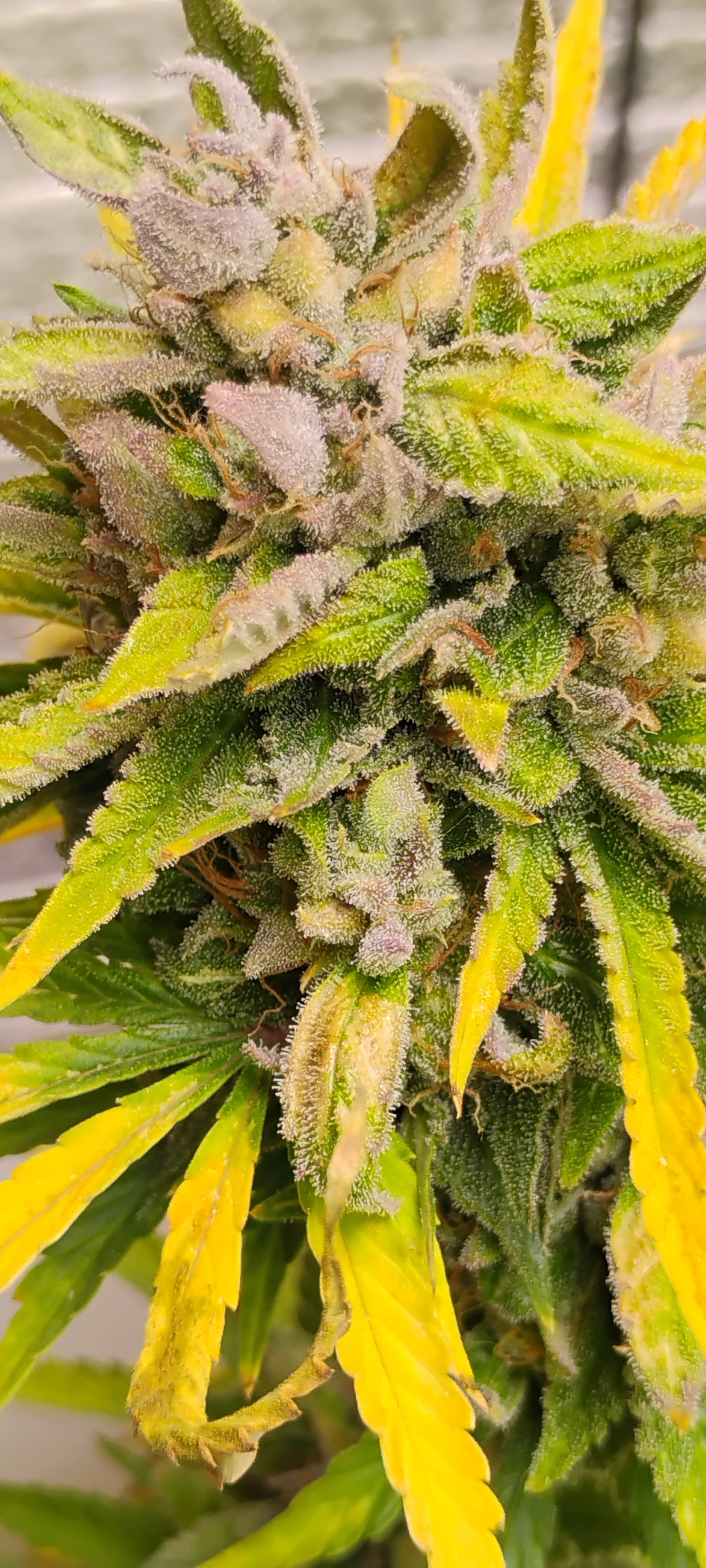 Cake Stomper Auto Fem R1