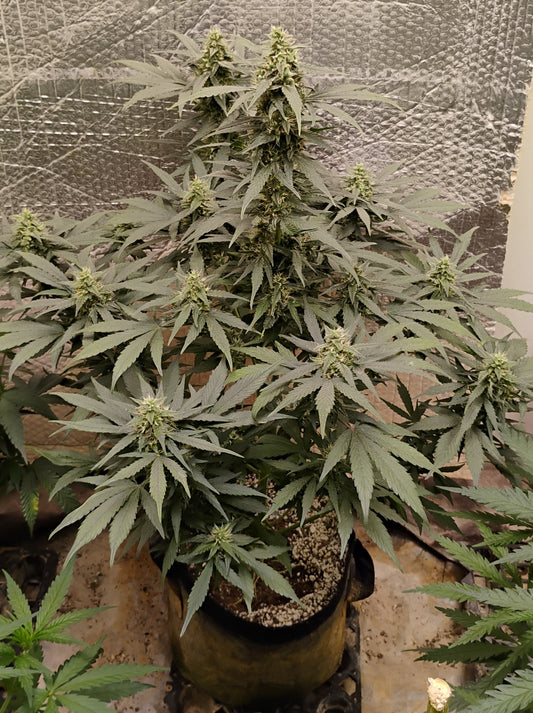 Jacked Up Beleafs R1 Auto Fem