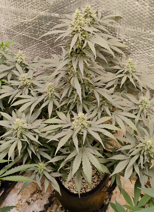 Lemon Zkittlez Auto Reg.