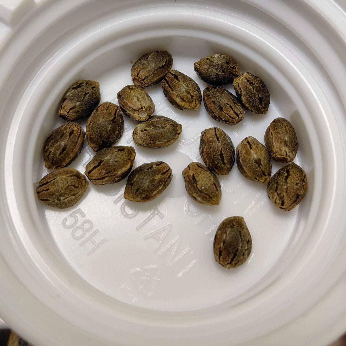 Jack Skuttelz R1 Auto Fem
