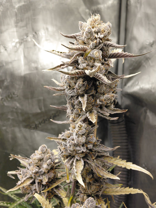Black Cherry Soda Auto Feminized