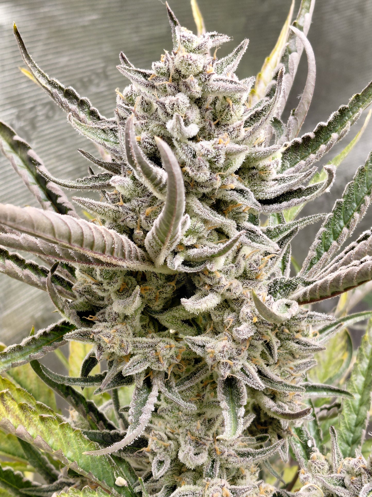Black Cherry Soda Auto Feminized