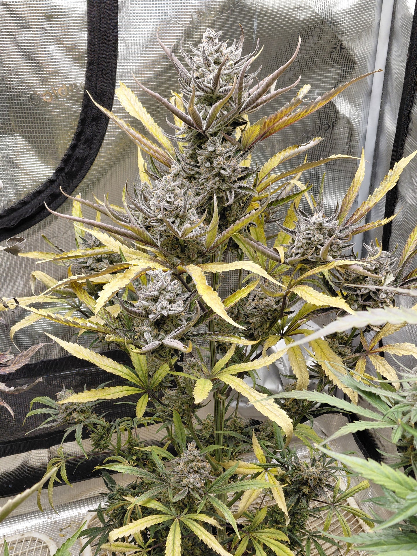 Black Cherry Soda Auto Feminized