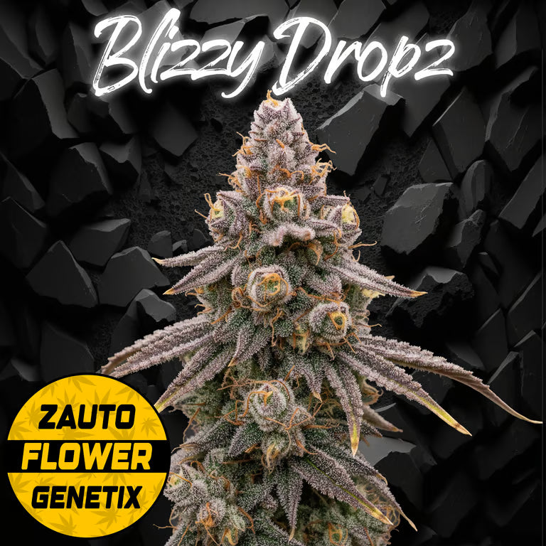 BLIZZY DROPZ AUTO