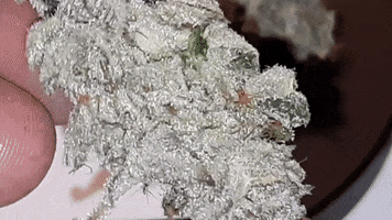 Chimera #3, S1. Photoperiod.