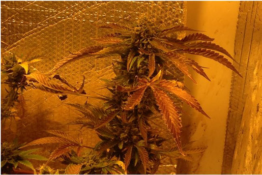 Double Gorilla Auto Fem.