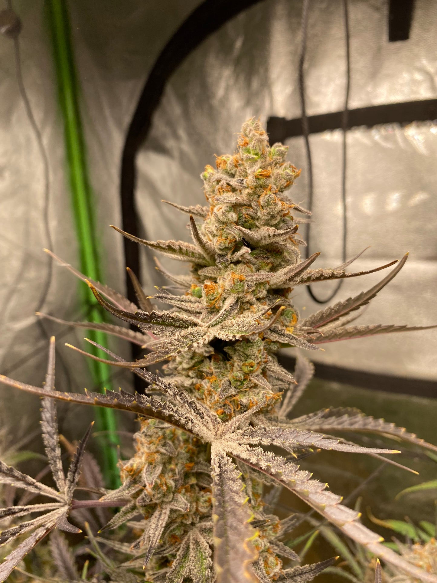 Chimera #3 Auto