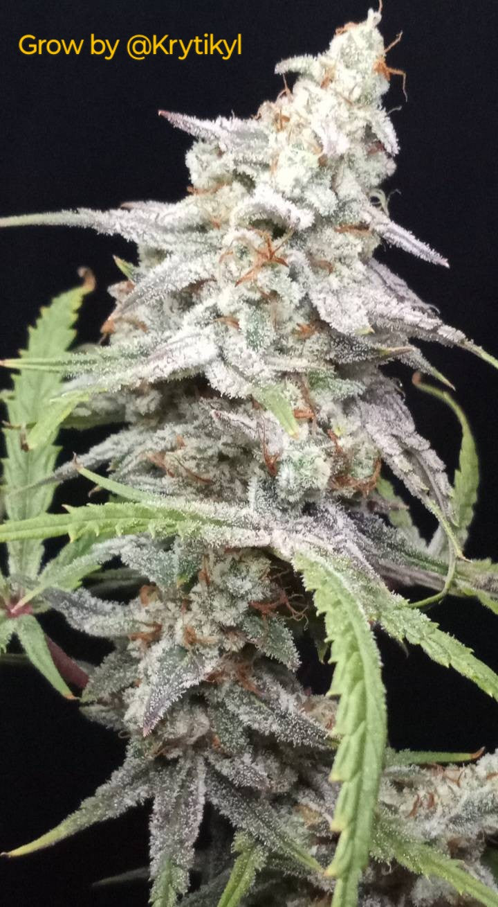 Creature Auto S1