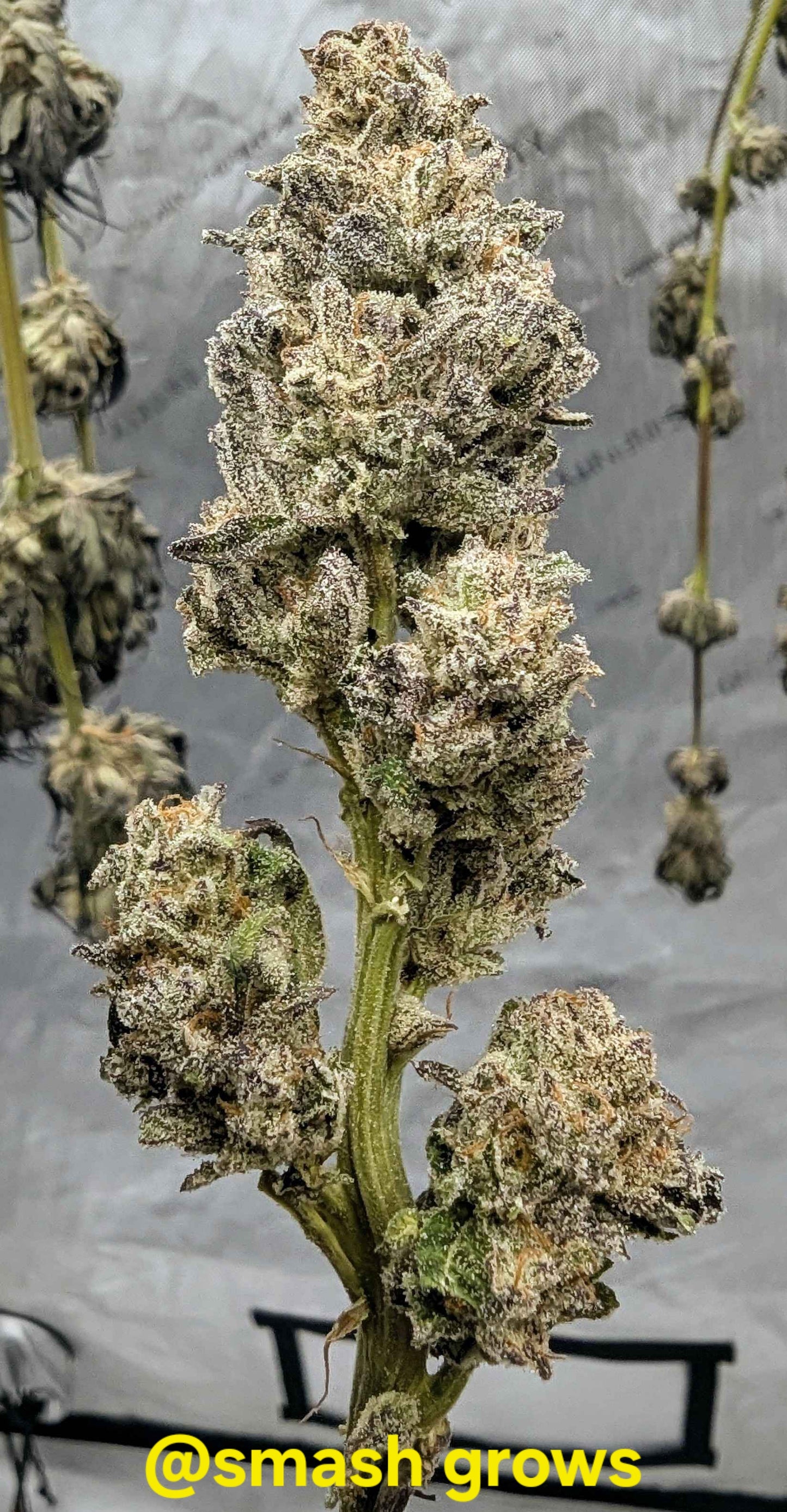 Flavor Fuzion, Photo Fem.