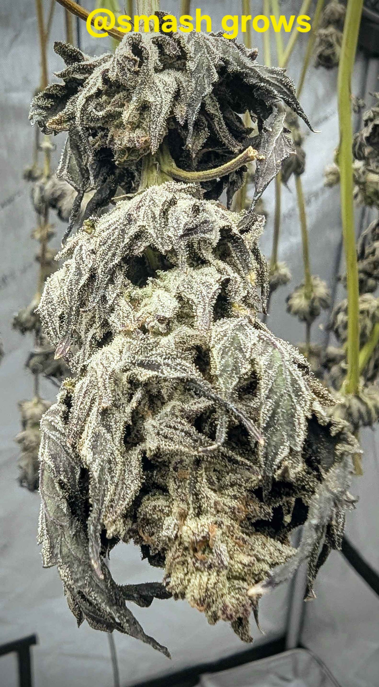 Flavor Fuzion, Photo Fem.